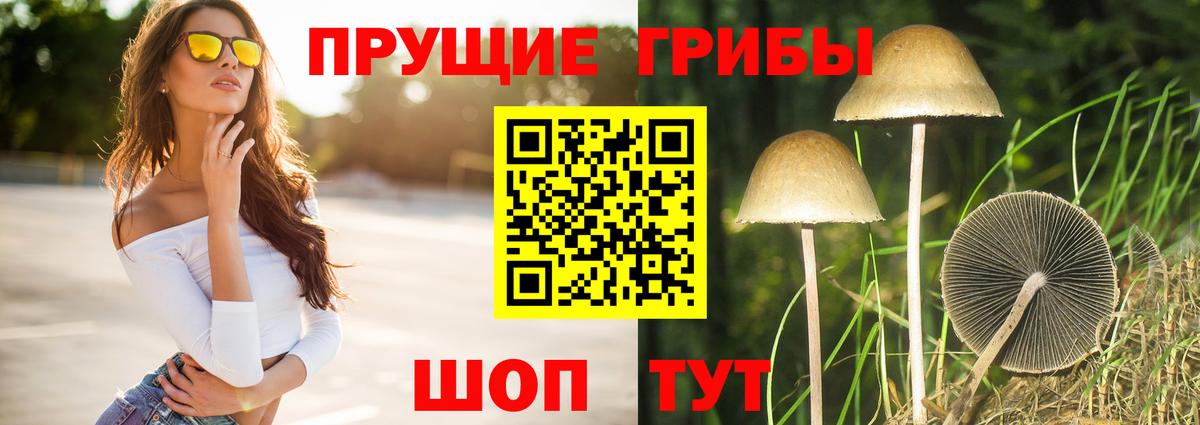 Новый Уренгой  наркотики  Вход с VPN  Галлюциногенные грибы Psilocybine cubensis 